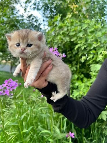 Продажа кошек: Готовы к брони шикарные плюшевые ласковые котята ручные скотиф фолд — 9