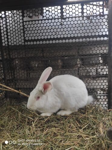 кролик коен: Продаю | Крольчата | Для разведения — 3