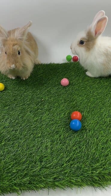 Чычкандар: Пуховые декоративные кролики (lionhead/львиноголовые тип). На фото — — 4