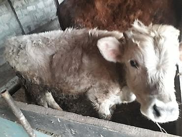 Продаю | Музоо, торпок | Полукровка | На откорм at lalafo.kg Продаю | Музоо, торпок | Полукровка | На откорм