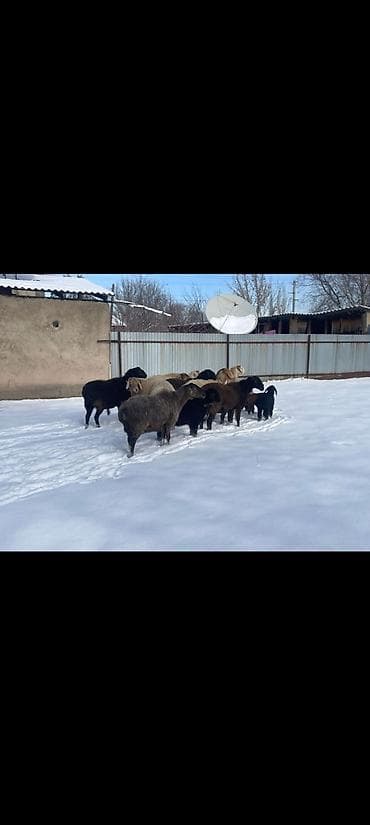 Собаки: Продаю | Овца (самка) | Полукровка | Для разведения | Племенные — 8
