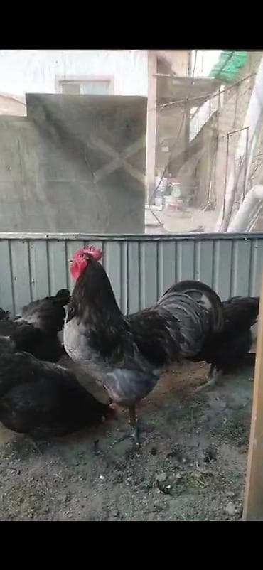 d cat: Продаю | Куры | Для разведения — 1