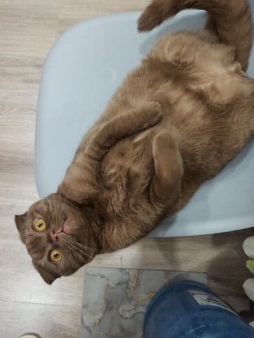 питомник сфинксов бишкек: Скотиш Фолд (Шотландская вислоухая), 1 год, Мальчик, Шоколадный, Приучена к лотку — 4