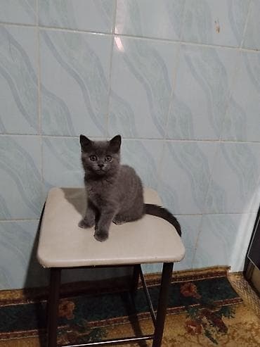 котята простые: Шотландские кошки (скоттиш-фолд и скоттиш-страйт) - Порода — 8