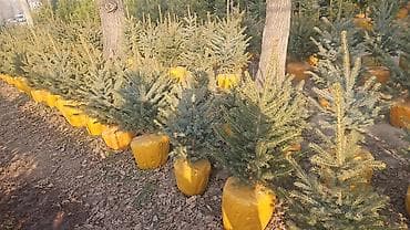 Дрова: У нас есть голубой ель, туя,пихта,береза,самшит. Наш адрес Алматинка — 2