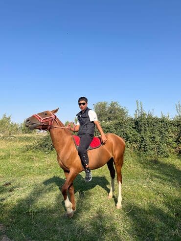 продажа коня: Продаю | Конь (самец) | Полукровка | Конный спорт | Племенные — 5