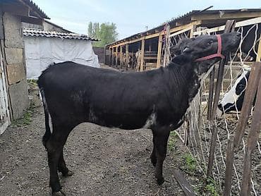 Продаю | Тёлка | Швицкая | На откорм | Привязанные