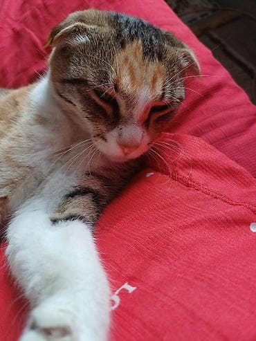 Продажа кошек: Скотиш Фолд (Шотландская вислоухая), 1 год, Девочка, Черепаховый, Приучена к лотку — 4
