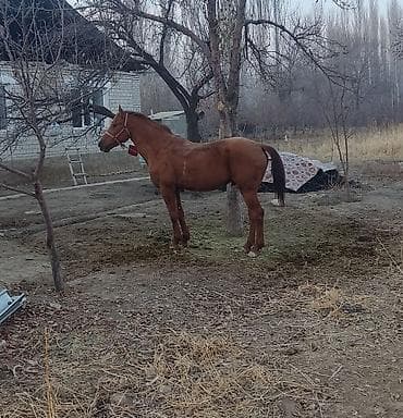 ат сатып алам: Продаю | Жеребец | Арабская — 2