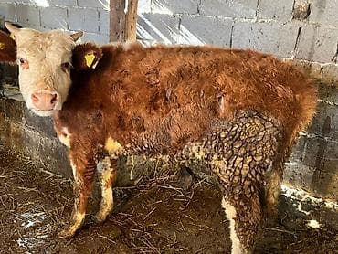 Кошки: Продаю | Музоо, торпок | На откорм | Привязанные — 1