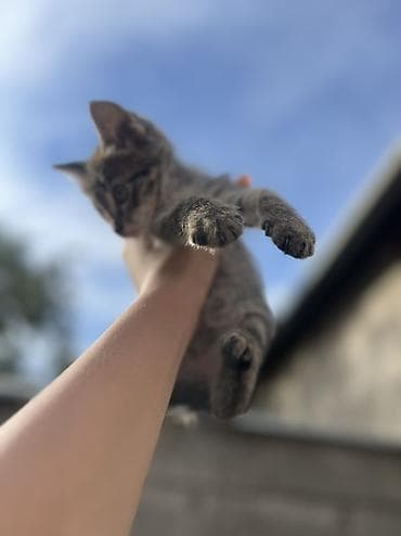 кошк: Отдаются даром маленькие котята! 🐈‍⬛ Ищут заботливые дома,где будут — 4