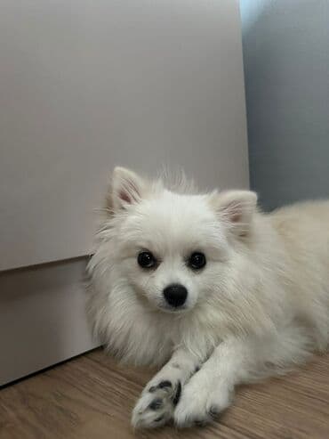 Шпиц, 11 месяцев, Самка, С прививкой