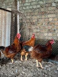 продаю связи с переездом: Сатам | Короздор | Кучинская | Союуга, Көбөйтүү үчүн — 5