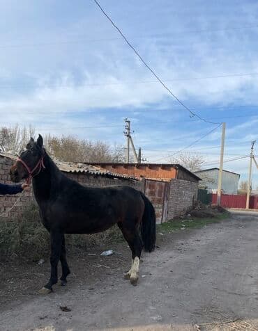 собаки даром: Продаю | Кобыла (самка) | Полукровка | Рабочий — 4