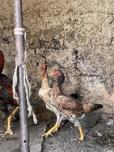 маяк ат: Продаю | Куры | Бойцовая | Для разведения — 3