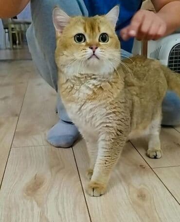 Вязка: Скотиш Страйт (Шотландская прямоухая), Мальчик, 2 года, С документами, С прививками, Золотая шиншилла