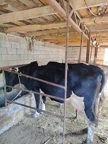 швец торпок: Продаю | Тёлка | Для разведения — 5