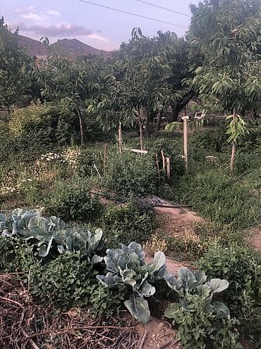 дача участок купить: Продаю дачу в Чолтон-Ате 6 соток.красная книга.Летний домик сад — 4