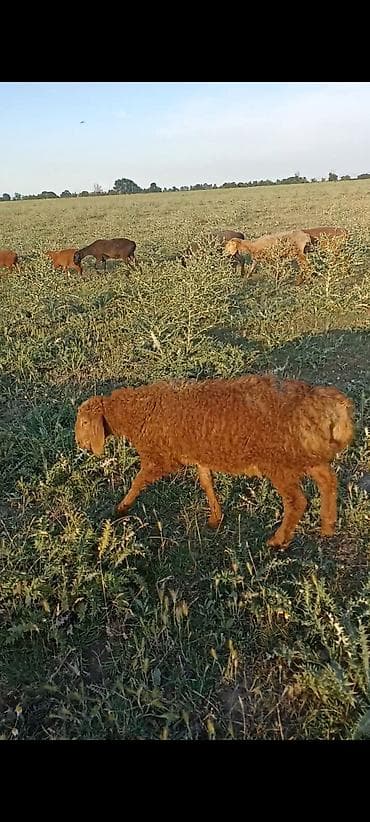 кошка сфинкс с шерстью: Продаю | Овца (самка) | Для разведения — 4
