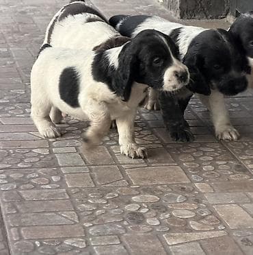 щенки спаниель: Русский охотничий спаниель! Продаются щенки чистокровного русского — 5