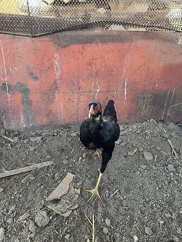 бройлерные куры: Продаю | Куры | Бойцовая | Для разведения — 9