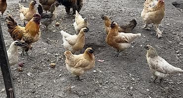 алмазный фазан: Продаю | Инкубационные яйца | Для разведения — 4