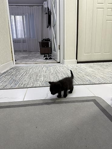 кошк: Очаровательный чёрный котёнок. Живет в городе Токмок - Возраст: 1 — 2