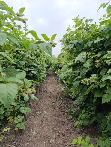 саженцы шиповника: Малина — 10