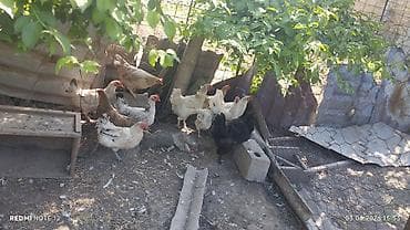 дом животных: Продаю | Куры | Домашняя — 1