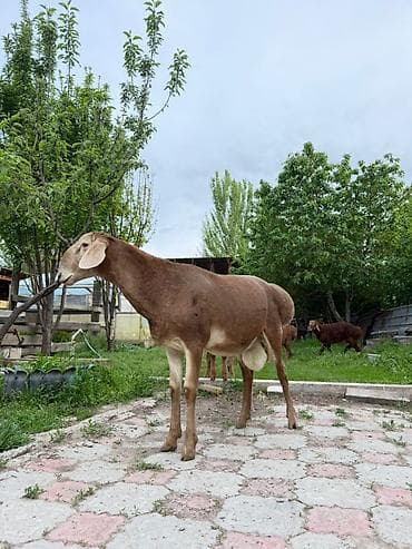кой парода: Продаю | Ягненок, Баран (самец) | Арашан — 5