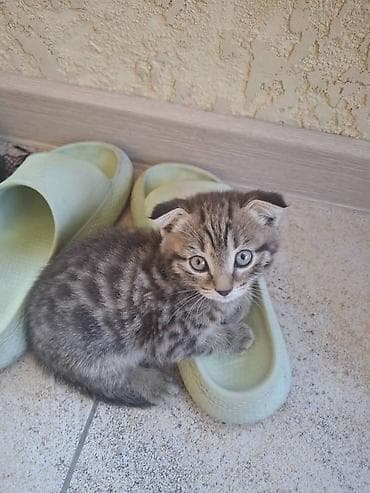 Шотландский вислоухий котёнок (фолд по ушкам визуально — вислоухий) — 3