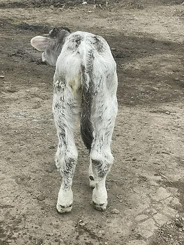 породистые куры: Продаю | Музоо, торпок | Швицкая | Для разведения | Племенные — 4