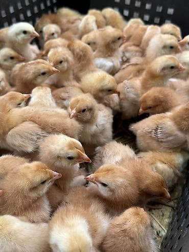 куры бройлеры: Продаю | Цыплята | На забой, Для разведения, Несушки — 2