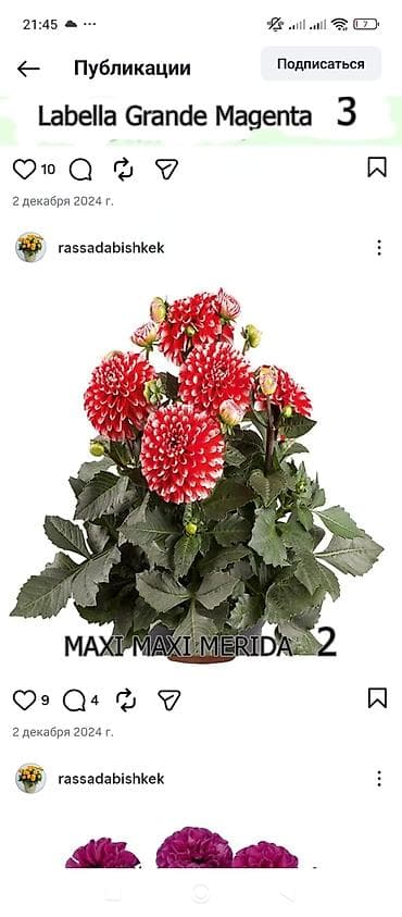 бу раковина с тумбой: Георгины — вегетативные низкорослые - Ассортимент: декоративные и — 8