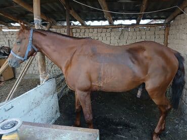 Зоотовары: Продаю | Жеребец | Полукровка | Конный спорт — 5