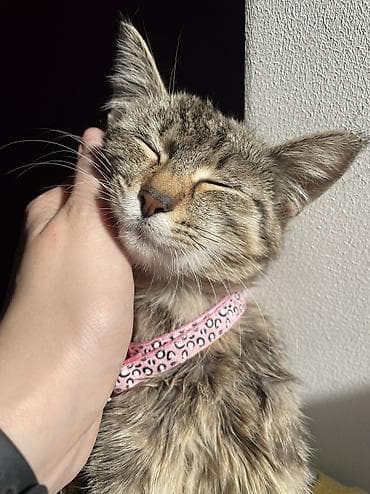 кошка беловодск: 4 айлык, Ургаачы, Лотокко барууга үйрөтүлгөн, Курттардан тазаланган — 2