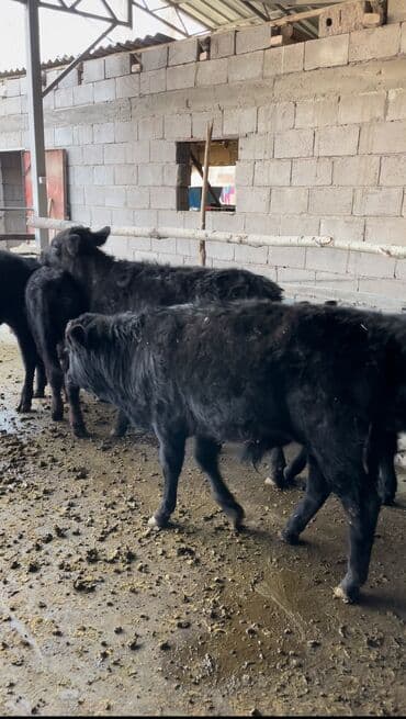 ящик металлический: Продаю | Бык (самец), Музоо, торпок | Ангус, Симментальская, Шароле | Искусственник — 1