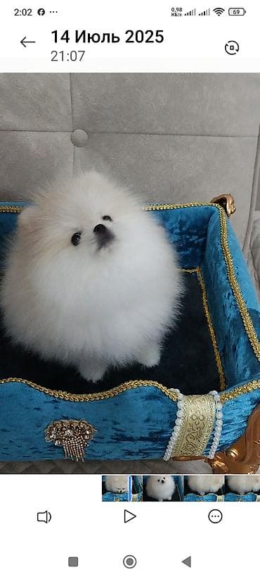 шпицы цена: Шпиц, 3 месяца, Самец, С родословной — 7