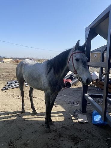 кобыла: Продаю | Конь (самец) | Полукровка | Конный спорт — 3
