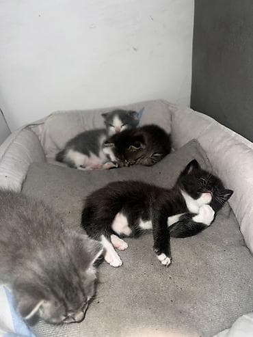 маленькие котики купить: Скотиш Фолд (Шотландская вислоухая), 2 месяца, Девочка, Серый — 2