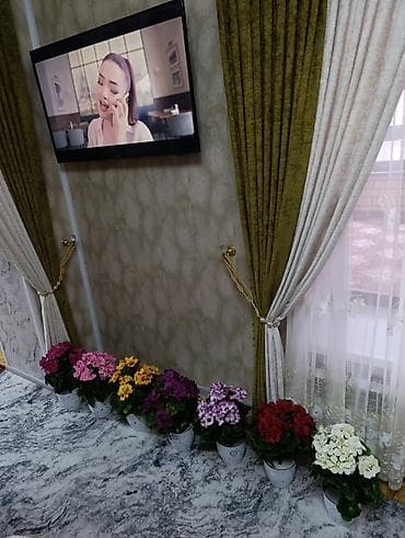 Освещение: Горшечные примулы (Primula) — декоративные комнатные растения с — 3