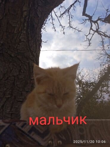 животные на продажу: Милые котята - девочки и мальчики - в заботливые руки! Живут в — 9