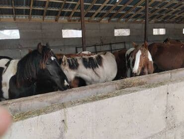корова швист: Продаю | Кобыла (самка), Жеребец, Жеребенок — 5