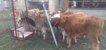 объявления о пропаже животных: Продаю | Бык (самец) — 5