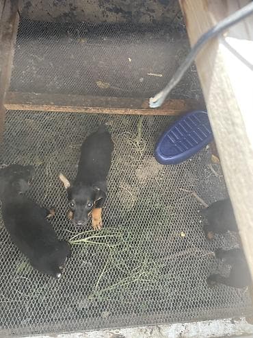 машинка для животных: Продаётся щенок норного ягдтерьера 🐶 Здоровый, активный, игривый — 3