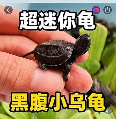 Малыши чернопузых водных черепах (миниатюрный вид) - Описание