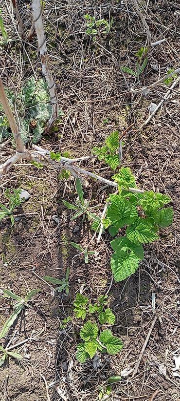 Саженцы ремонтная малина сорт шапка Мономаха