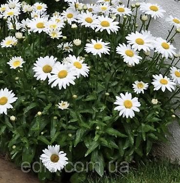 цветы для: Ромашка садовая (нивяник, Leucanthemum) — набор делёнок/черенков для — 5