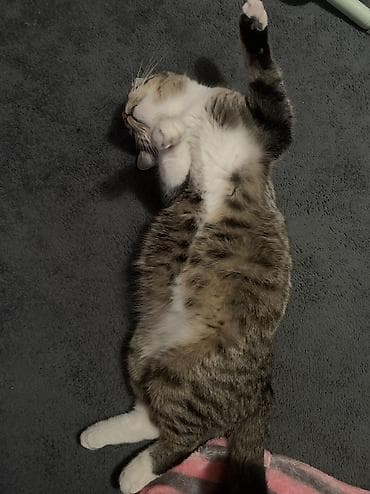 Мышыктар: Породасыз, 1 жаш, Ургаачы, Лотокко барууга үйрөтүлгөн — 3