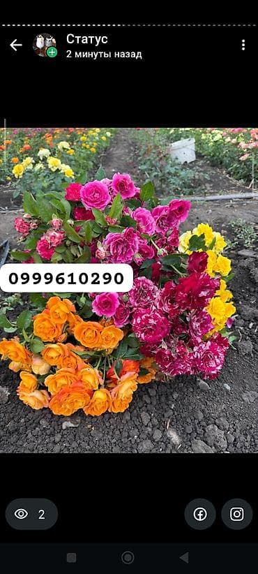 техника для сада: Саженцы цветка: Розы, Платная доставка — 3